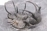 Spiny Ceratarges Trilobite - Zireg, Morocco #199007-4